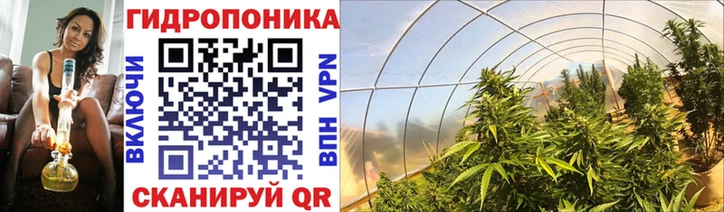 мега ONION Томари Бошки Шишки планчик